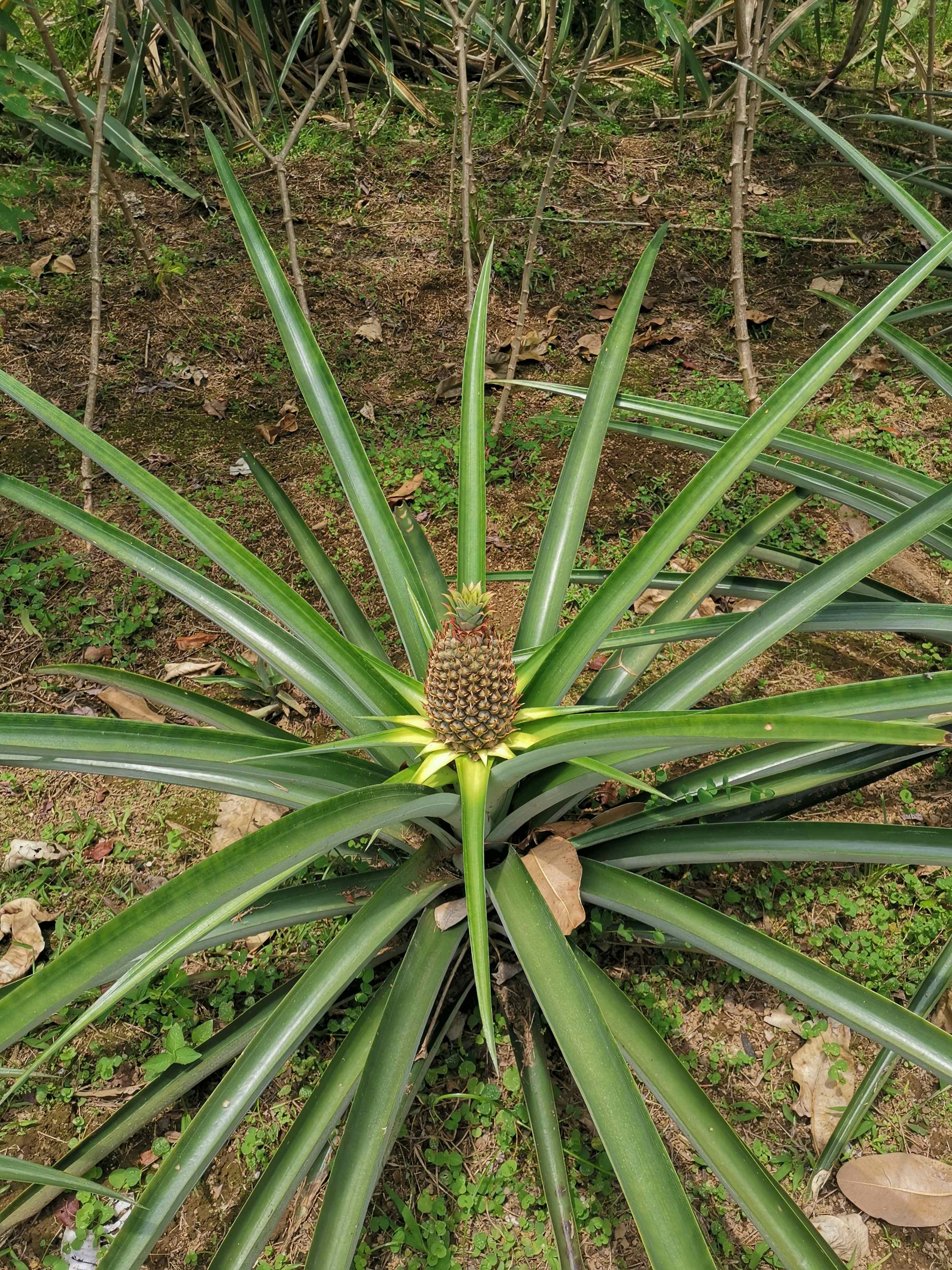 Costa Rica Gastronomy