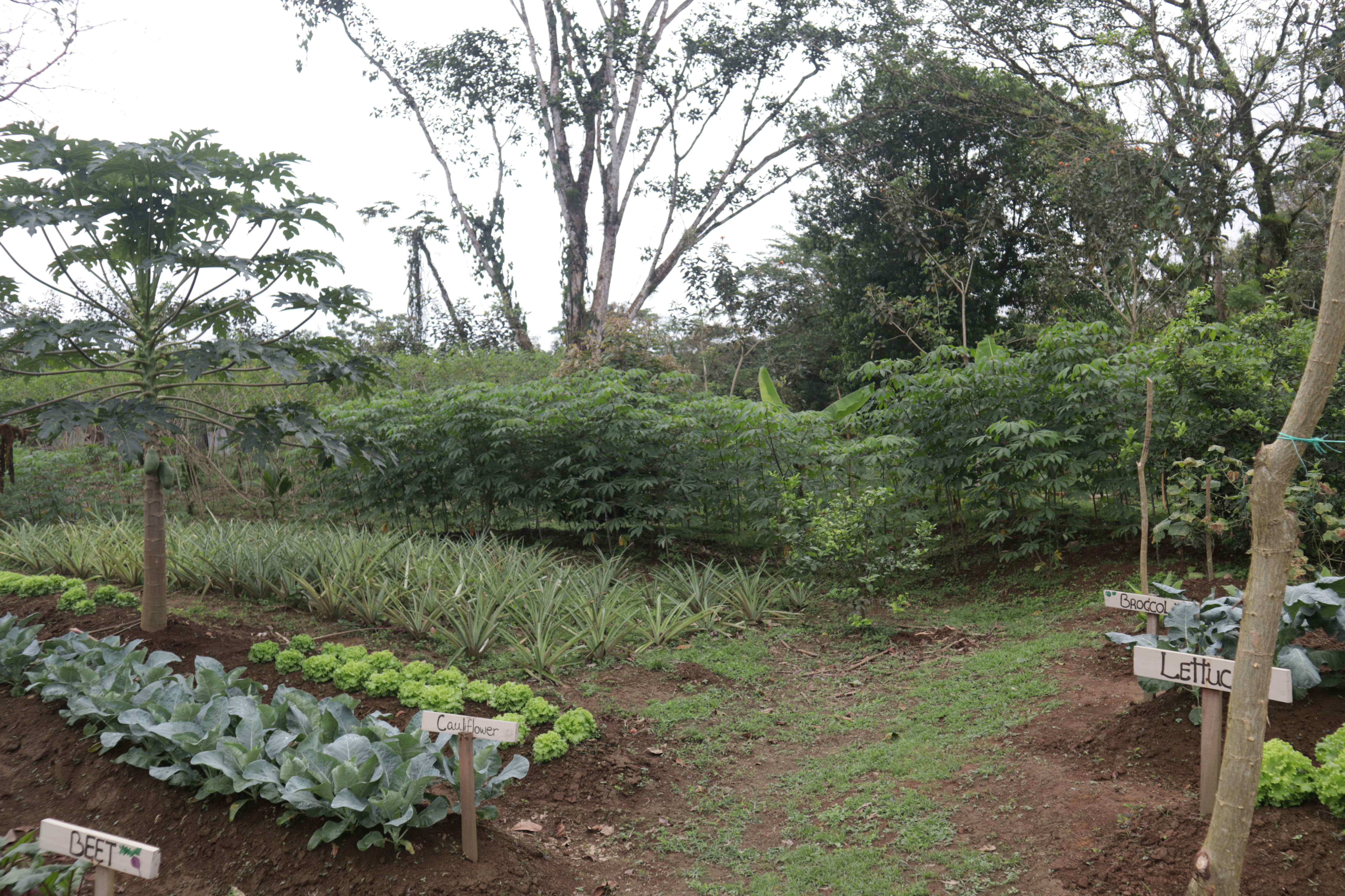 Costa Rica Gastronomy
