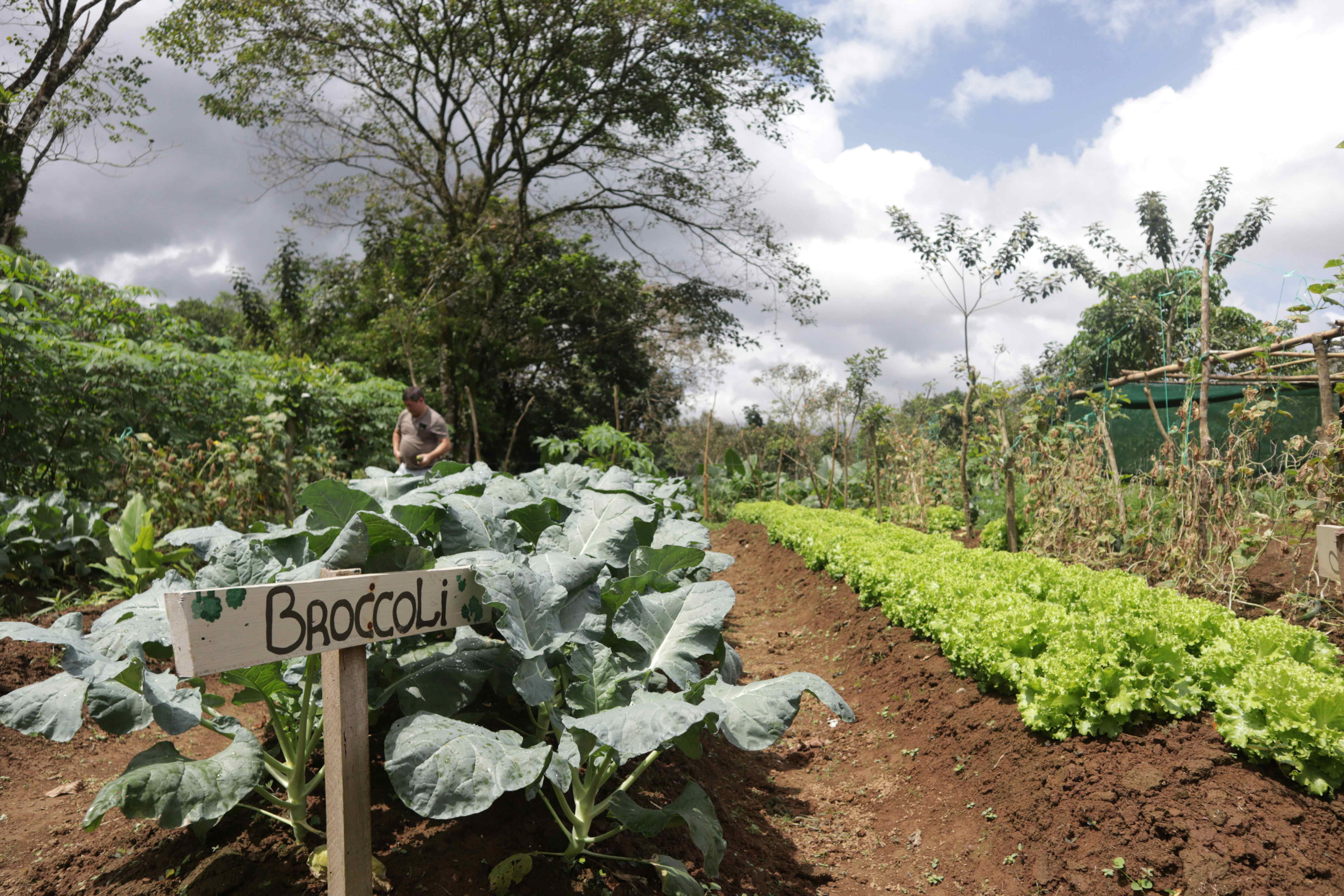 Costa Rica Gastronomy