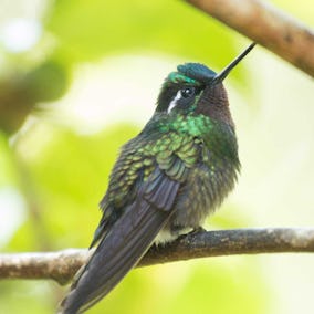 Birdwatching at Monteverde Costa Rica