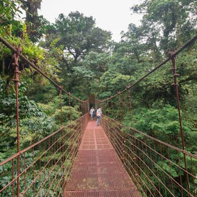 Walking at Bridge Monteverde Cloud Forest