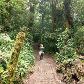 Walking at Monteverde Cloud Forest