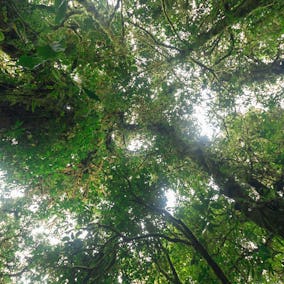 Cloud Forest in Monteverde Costa Rica