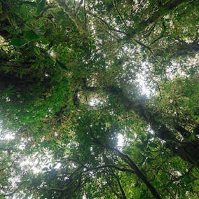 Monteverde Cloud Forest Trees