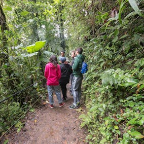 Monteverde Cloud Forest Guided Walk