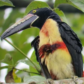 Costa Rica Birds 2