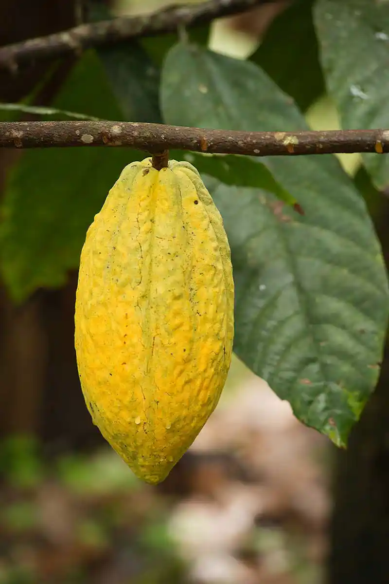 2 in 1 Safari and Chocolate Tour - Top Highlight Tour in Arenal Costa Rica