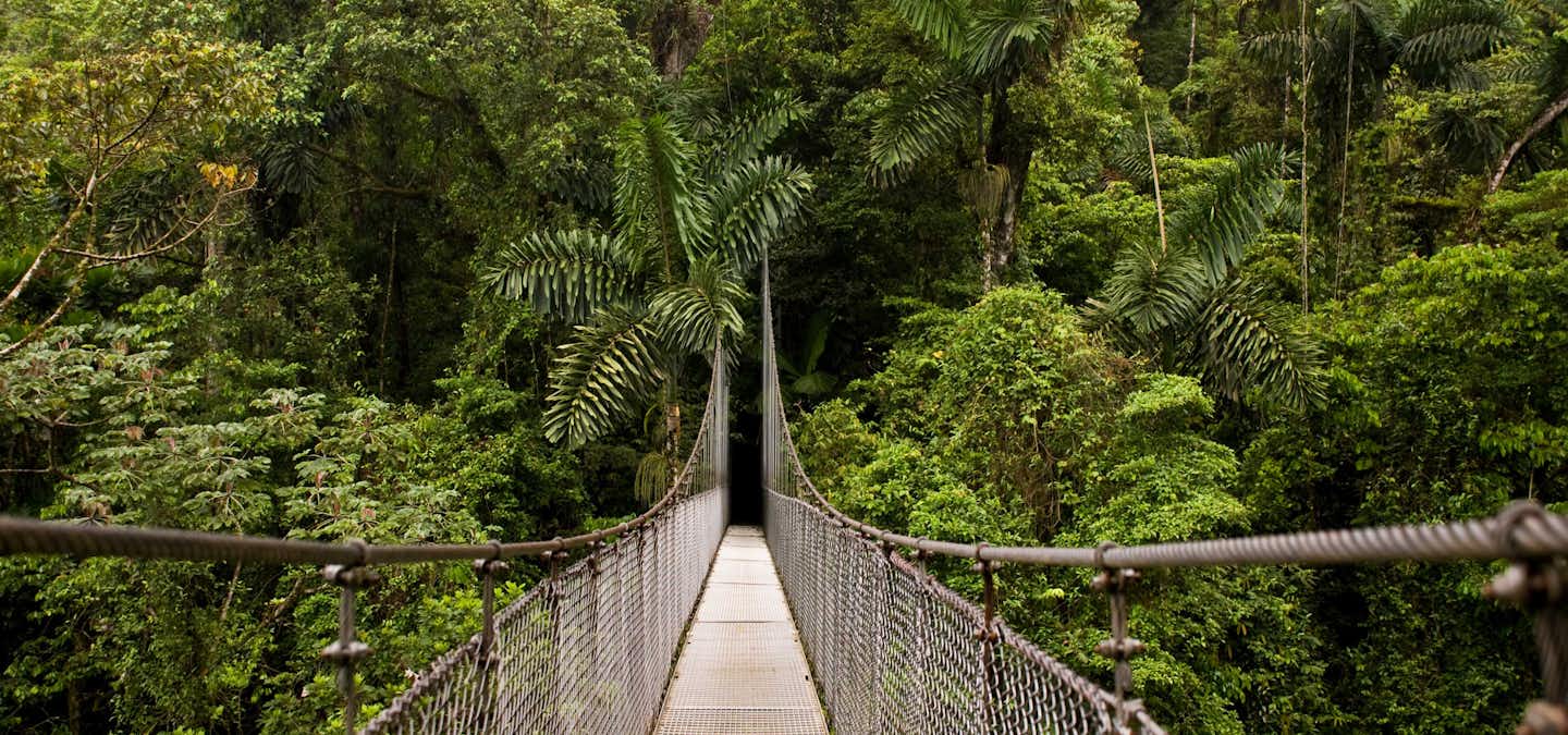 A hike to Enjoy and Revitalize, this 2.5 hours guided hike will give you the widest perspective of the rainforest while immersing you in the trails all surrounded by lush vegetation.