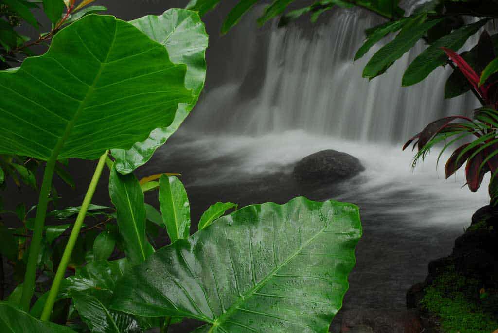 Tabacon Hot Springs Photo 11