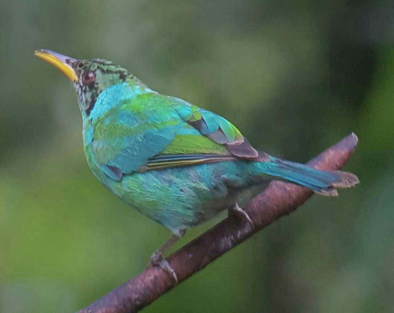Costa Rica Wildlife