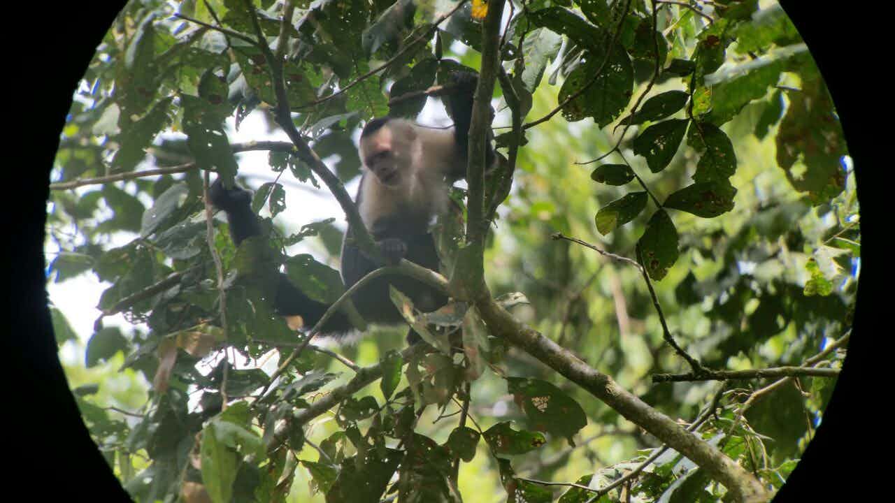 Costa Rica Wildlife