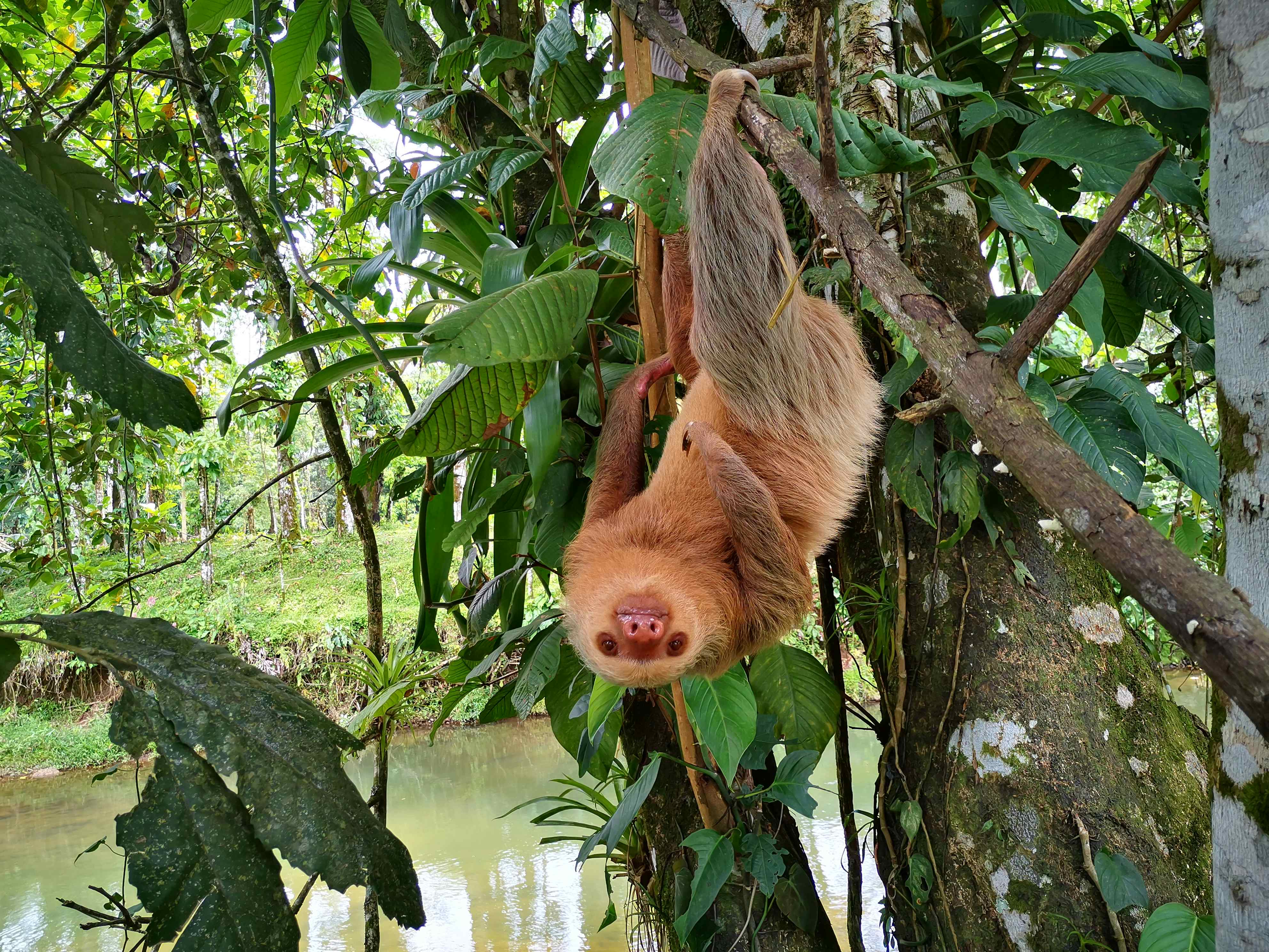 Costa Rica Wildlife