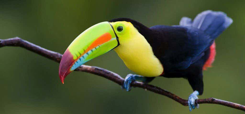Costa Rica Birds